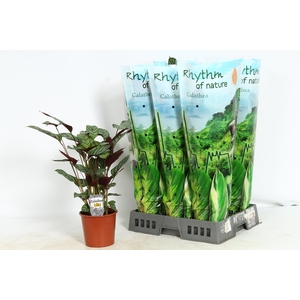 CTENANTHE COMPACTSTA