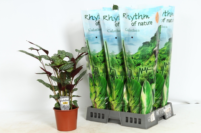 <h4>CTENANTHE COMPACTSTA</h4>