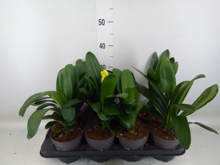<h4>Clivia miniata</h4>
