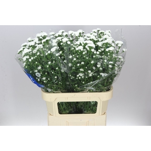 Aster Cassy