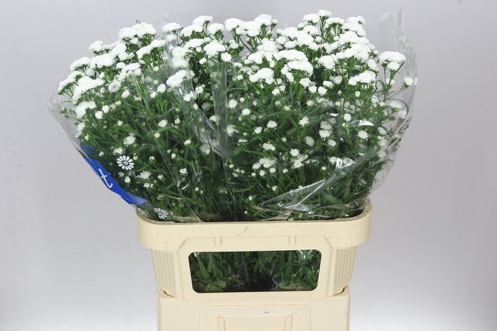 <h4>Aster Cassy</h4>