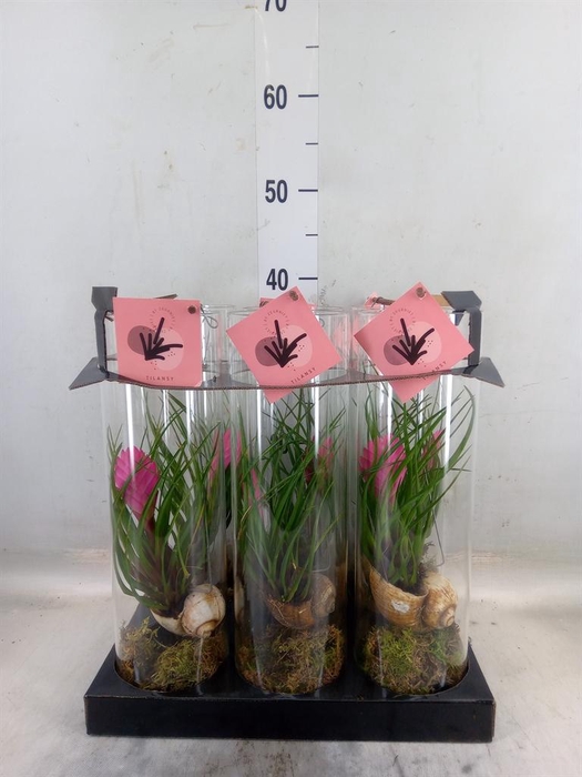 <h4>Arr.  Tillandsia H%</h4>