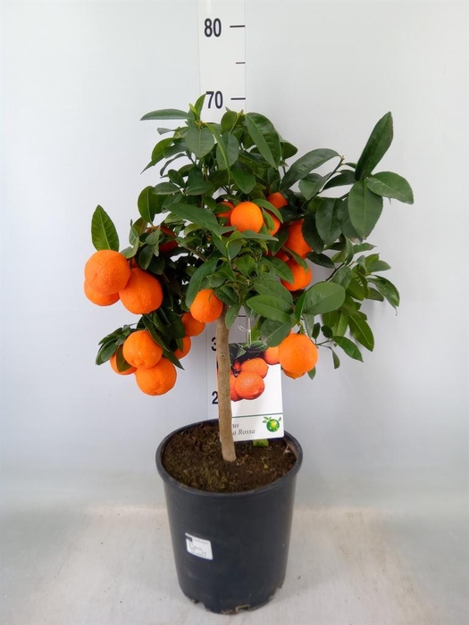 <h4>Citrus   ...</h4>