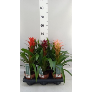 Guzmania   ...mix