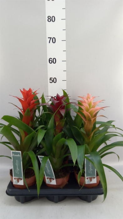Guzmania   ...mix