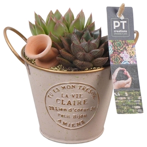 PTSU8506 Arrangement Succulenten in metaal potje