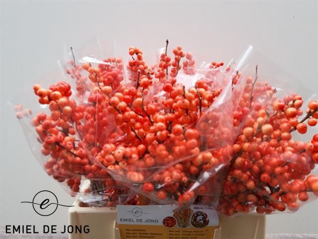 <h4>ILEX VE OUDIJ ORANGE</h4>