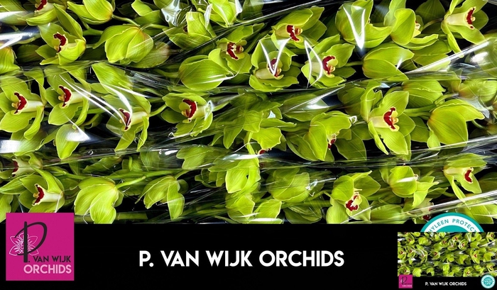 <h4>CYMB T GREEN CHOICE</h4>