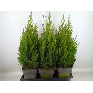Juniperus chinensis 'Stricta'