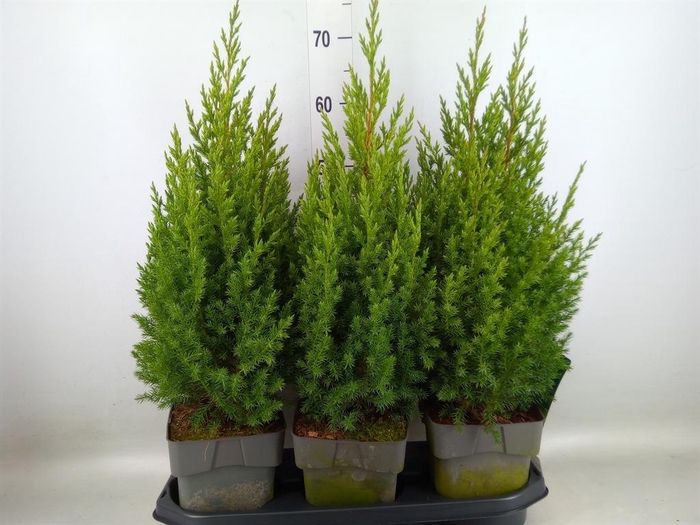 <h4>Juniperus chinensis 'Stricta'</h4>