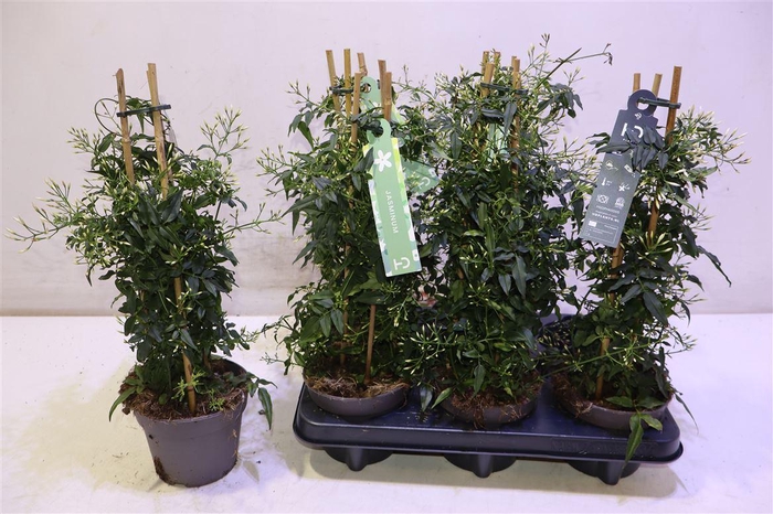 <h4>Jasm Polyanthum Wit</h4>