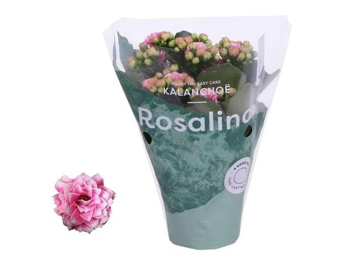 <h4>Kalanchoe Rosalina Don Alano</h4>