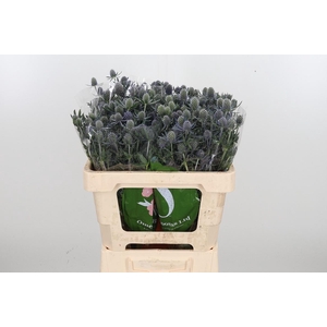 Eryngium Framb Blue Glitter
