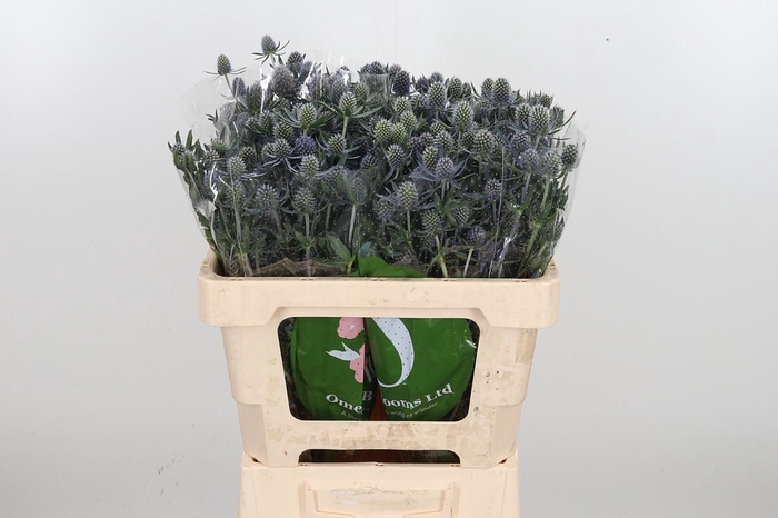 <h4>Eryngium Framb Blue Glitter</h4>