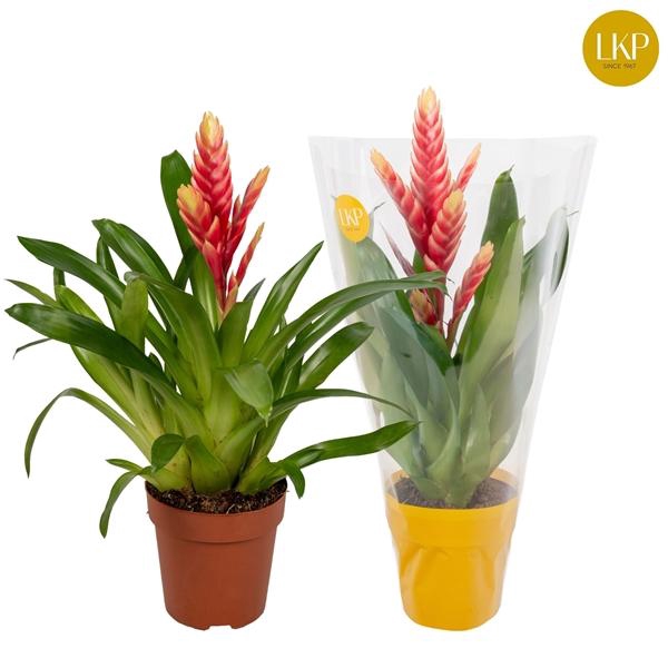 <h4>Vriesea 'Madonna'</h4>