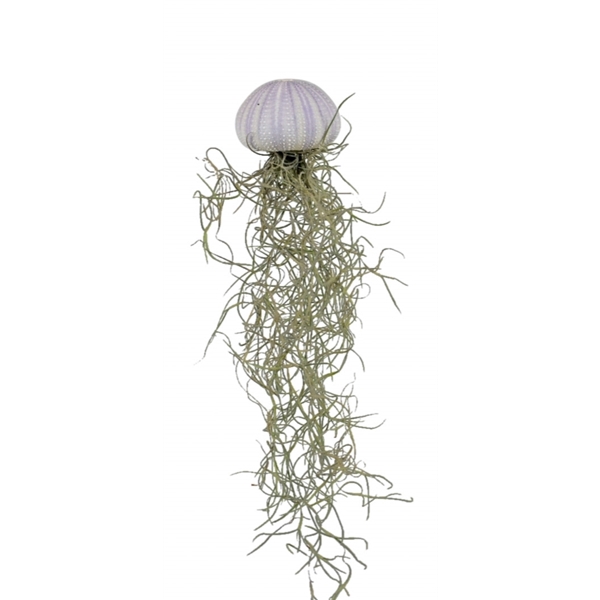 <h4>Tillandsia schelp small</h4>