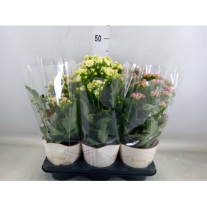 Kalanchoe   ...