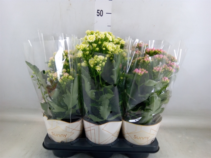 <h4>Kalanchoe   ...</h4>