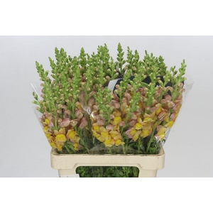 Antirrhinum Potomac Orange
