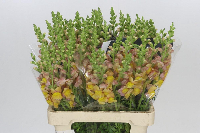 <h4>Antirrhinum Potomac Orange</h4>