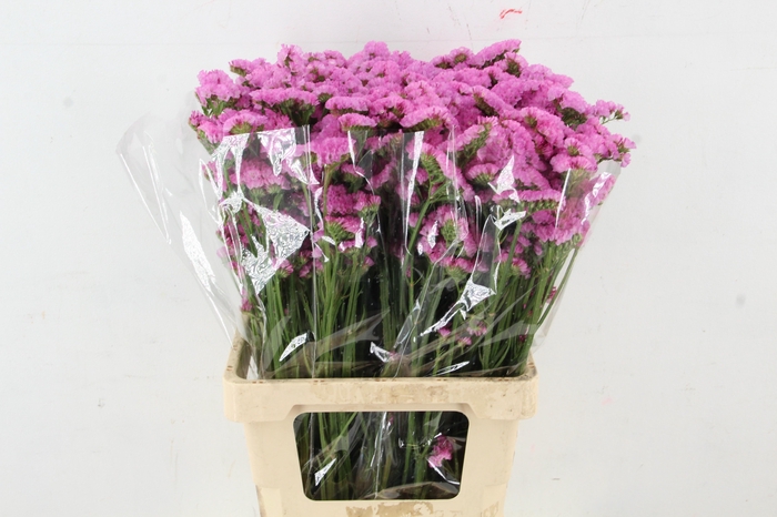 <h4>STATICE ROSE</h4>