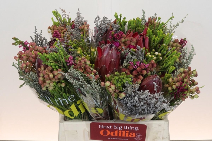 <h4>BQ Protea Hybride SFB</h4>