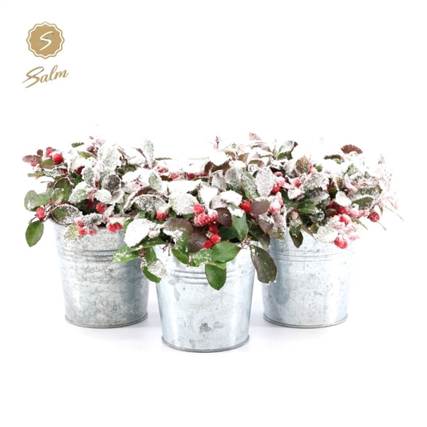 <h4>Gaultheria pr. 'Big Berry'® P10 in Zinc Old-Look + Snow</h4>