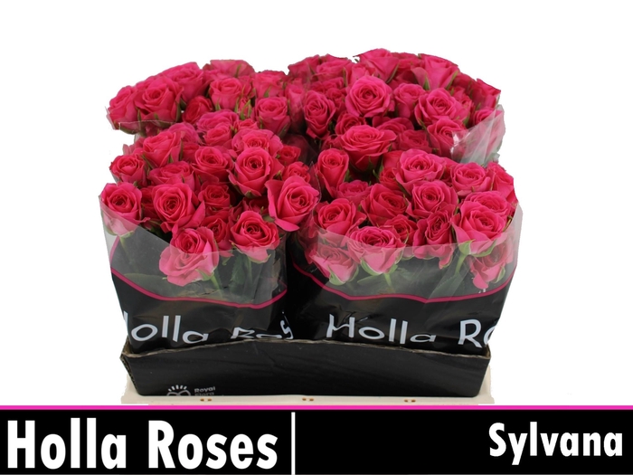 <h4>Rosa spray sylvana</h4>