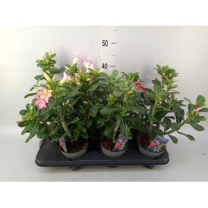 Adenium   ...mix