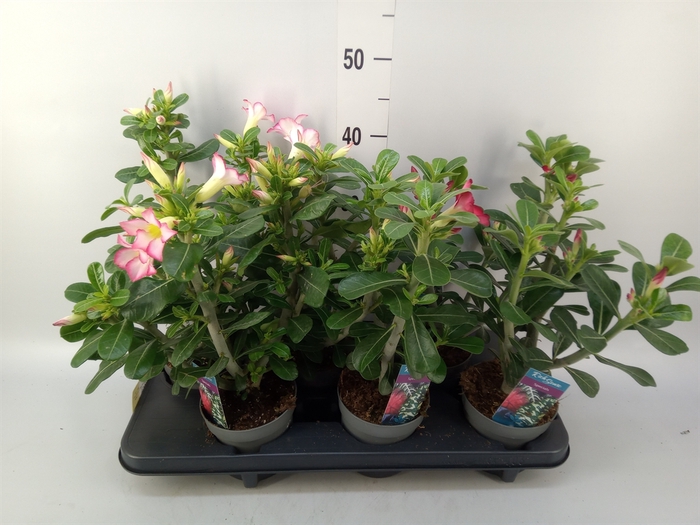<h4>Adenium   ...mix</h4>