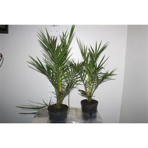 Phoenix Canariensis