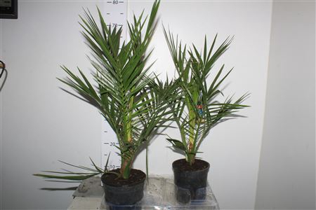 Phoenix Canariensis