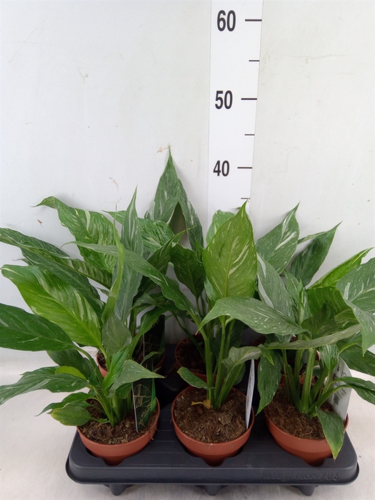 <h4>Spathiphyllum  'Diamond'</h4>