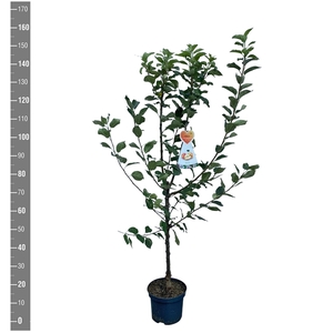 Malus d. Golden Pearmain struik