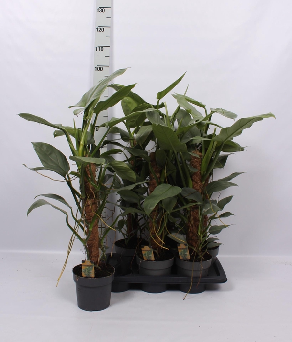 <h4>PHIL SILVER QUEEN</h4>