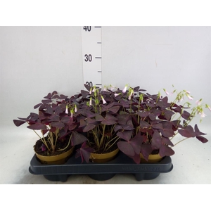 Oxalis trian.
