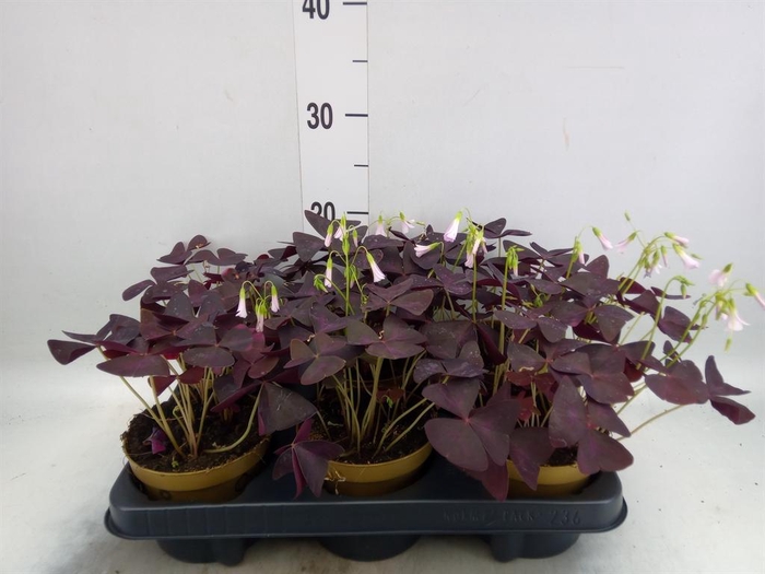 <h4>Oxalis trian.</h4>