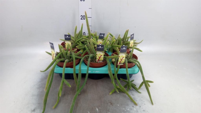 <h4>Cactus   ...</h4>