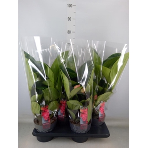 Medinilla magn. 'Flamenco'