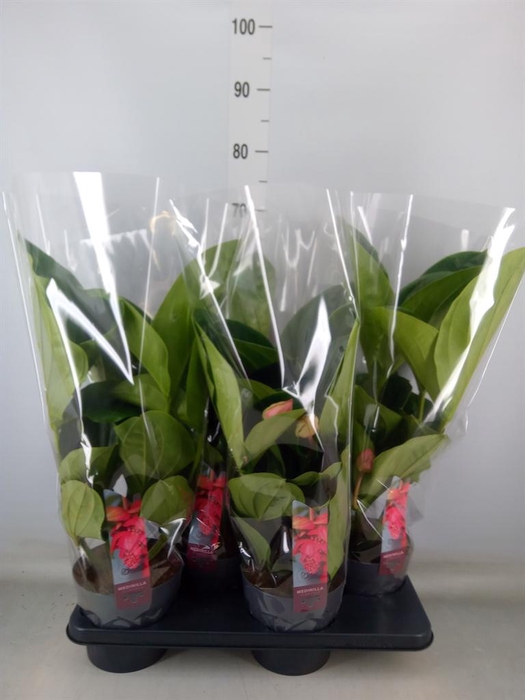 <h4>Medinilla magn. 'Flamenco'</h4>