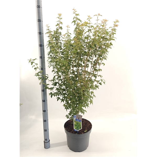 <h4>Acer pal. 'Bi-Hoo'</h4>