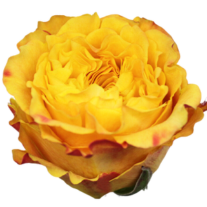 R GR ORANGE REEVA Tessa