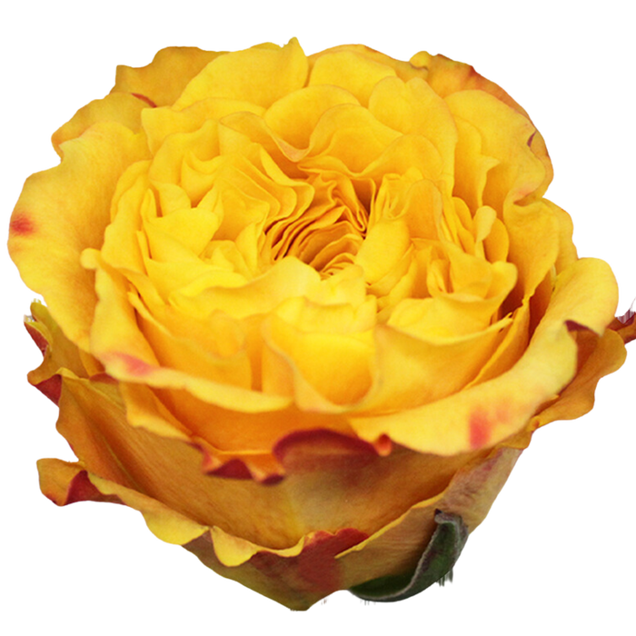 <h4>R GR ORANGE REEVA Tessa</h4>