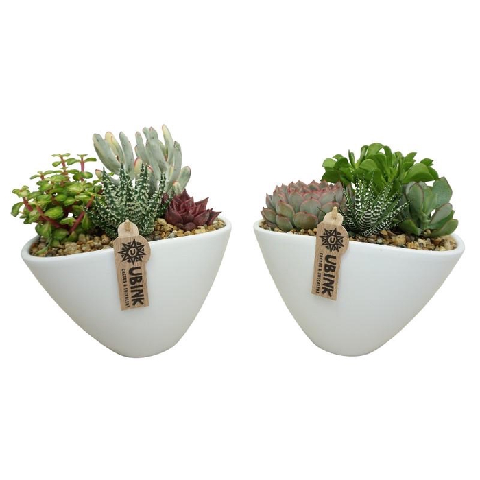 Succulenten overig arrangement 0934 keramiek