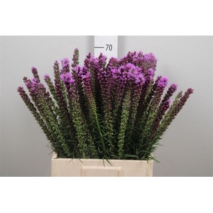 Liatris Spicata