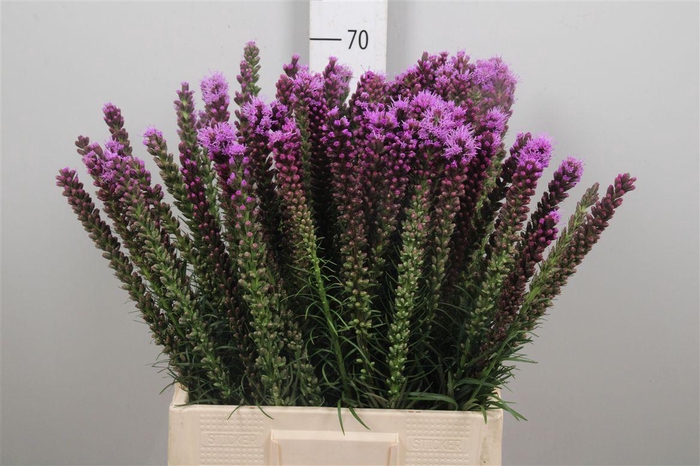 <h4>Liatris Spicata</h4>