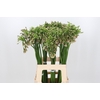 Allium Nectaroscordum Siculum
