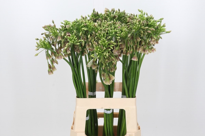 <h4>Allium Nectaroscordum Siculum</h4>
