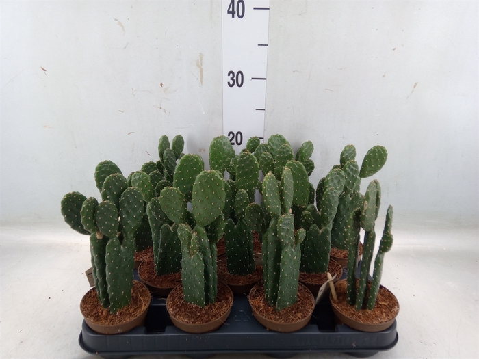 <h4>Opuntia</h4>