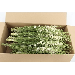 DF Delphinium White Bs